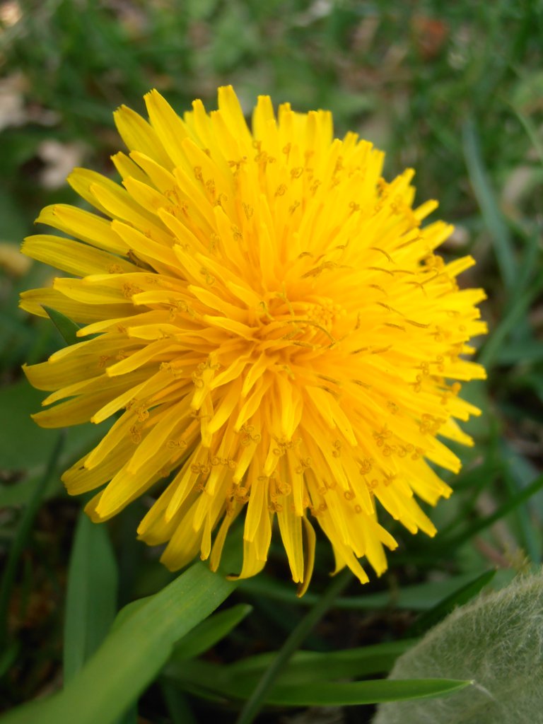 Ein Lwenzahn auf der Wiese. Foto 19.04.2012