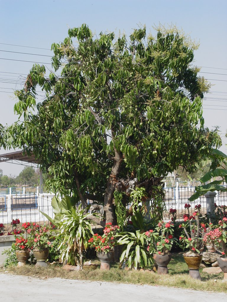 Ein Mangobaum mit vielen noch jungen Frchten in meinem Garten in Thailand am 02.02.2011