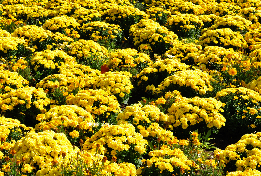 Ein Meer in Gelb, Studentenblume (Solena Yellow) auf der Buga Koblenz - 29.09.2011