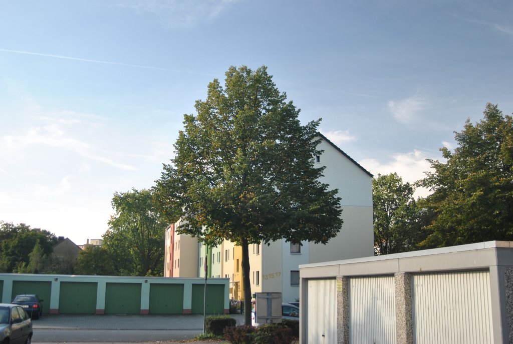 Ein noch grner Baum in Lehrte.Foto vom 30. September 10.