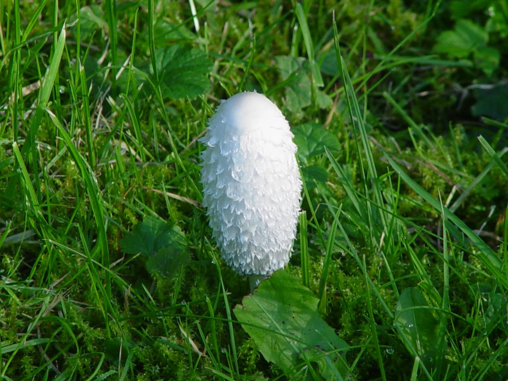 Ein Pilz im Garten in Deutschland am 09.10.2005. Es handelt sich hier um einen Schopftintling.