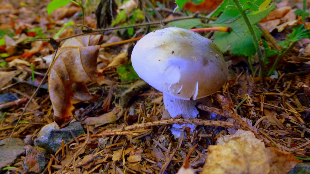 Ein Pilz im Wald in Zeulenroda. Foto 19.10.2012