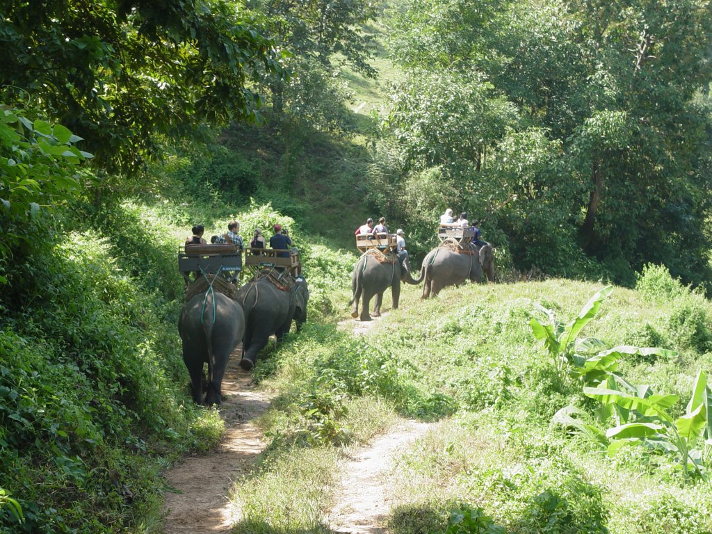 Ein Ritt auf einem Elefanten im Norden Thailands am 02.11.2006