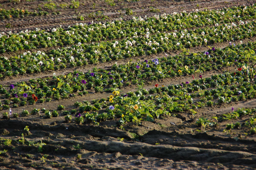 Ein Stiefmtterchenfeld am Wegesrand bei Boisheim am 22.10.2010