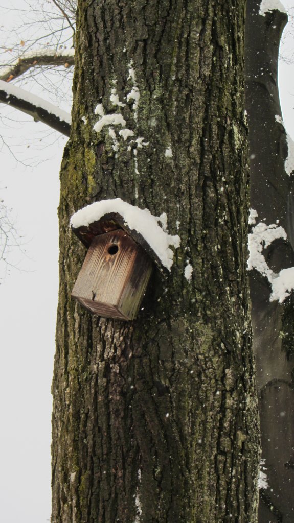 Ein Vogelhuschen zum Nisten am Stamm einer Linde. Die Aufnahme entstand am 16.2.2012 bei Brixlegg.