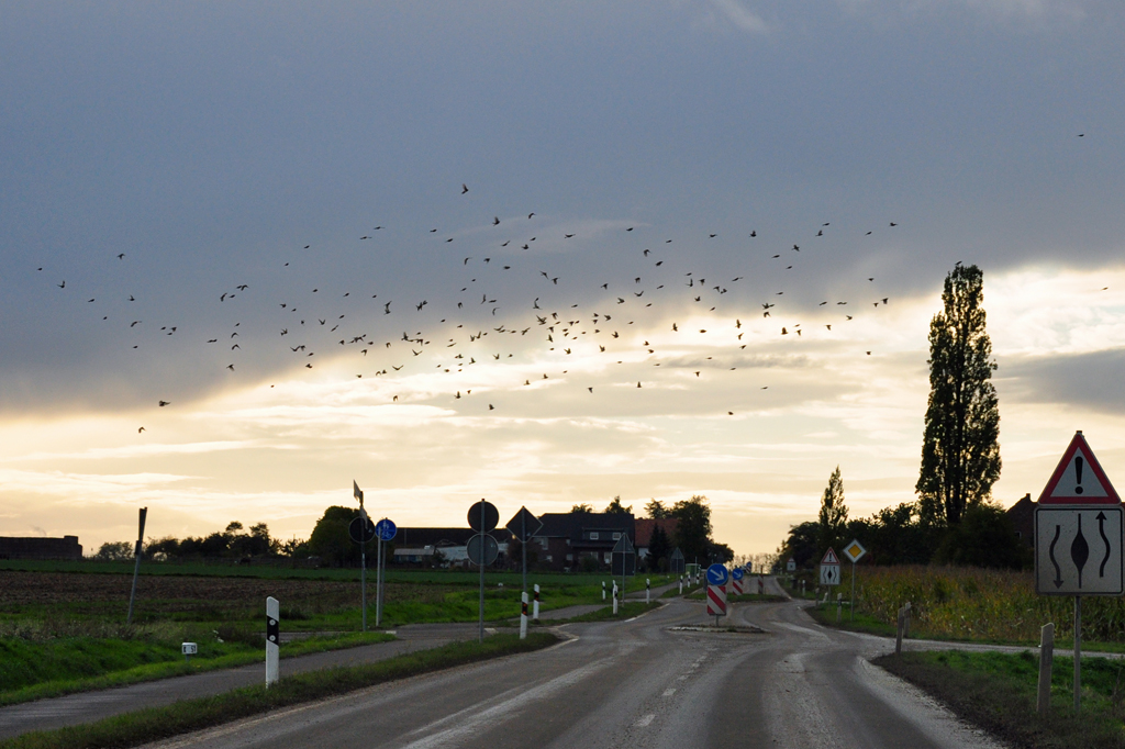 Ein Vogelschwarm ber einer Landstrasse in der Voreifel - 20.10.2010