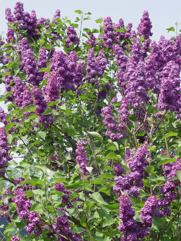 Ein voll erblhter Fliederbusch in meinem Garten in Deutschland am 29.04.2007