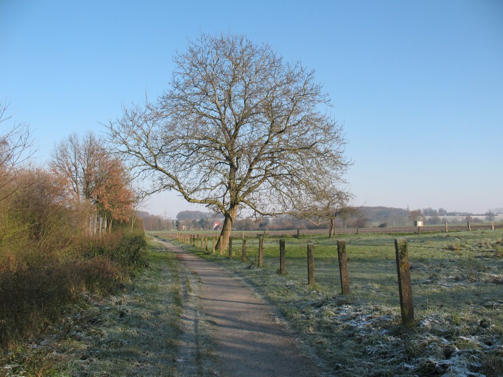 Ein Wallnussbaum auf einem Pttken in Coesfeld. 28.11.2010