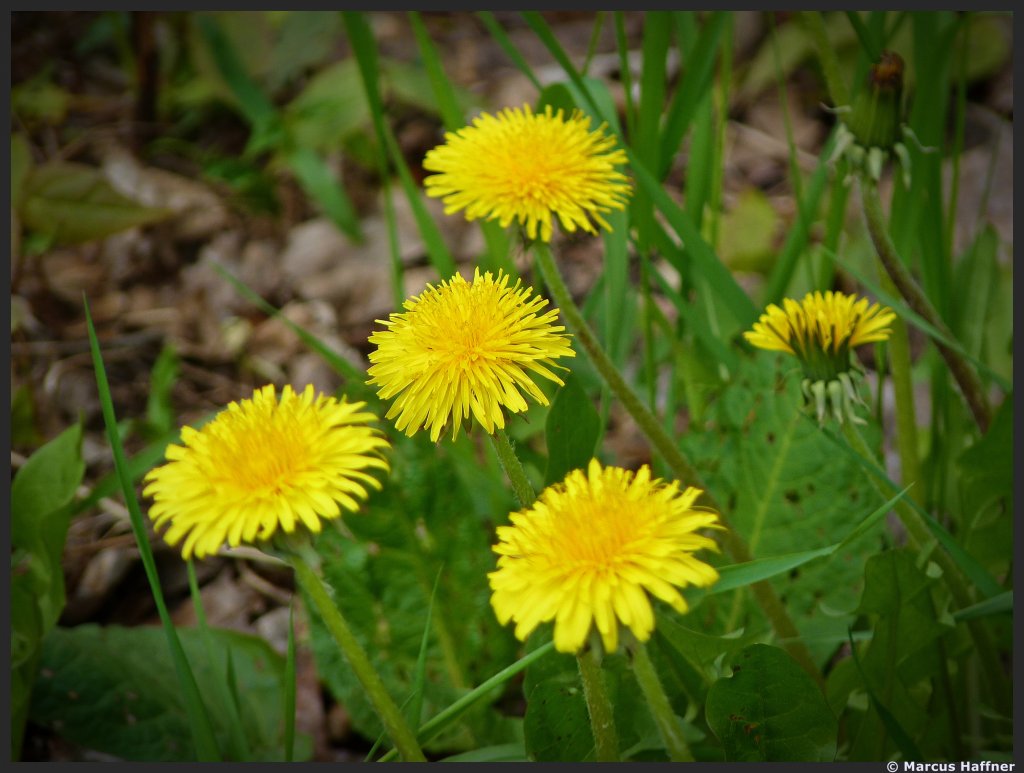 Ein wunderschner Lwenzahn fotografiert am 27. April 2010.