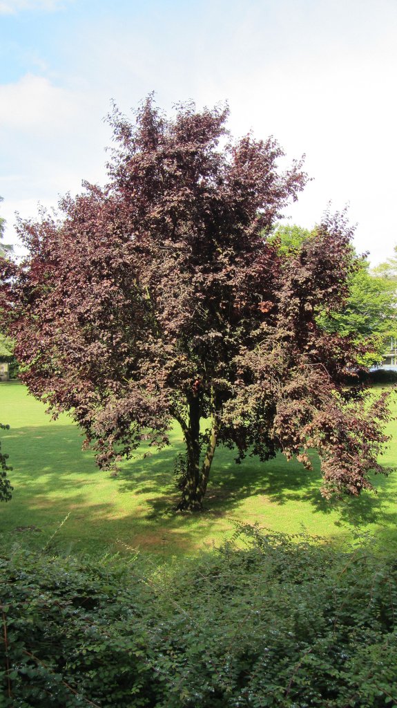 Ein Zierpflaumenbaum in Trier.(5.8.2012)