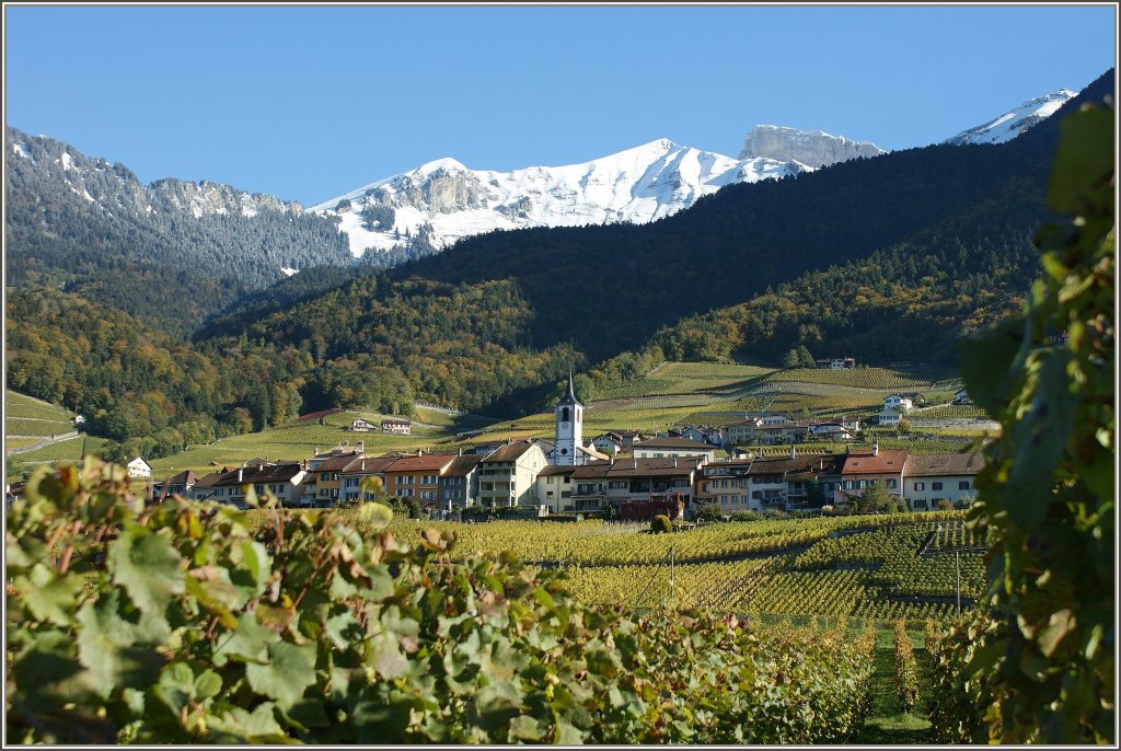 Eindrckliches Schauspiel der Jahreszeiten: In den Bergen bereits der erste Schnee, rund um das Weindorf Yvoire leuchten die Reben im herbstlichen Licht.
(21.10.2010)