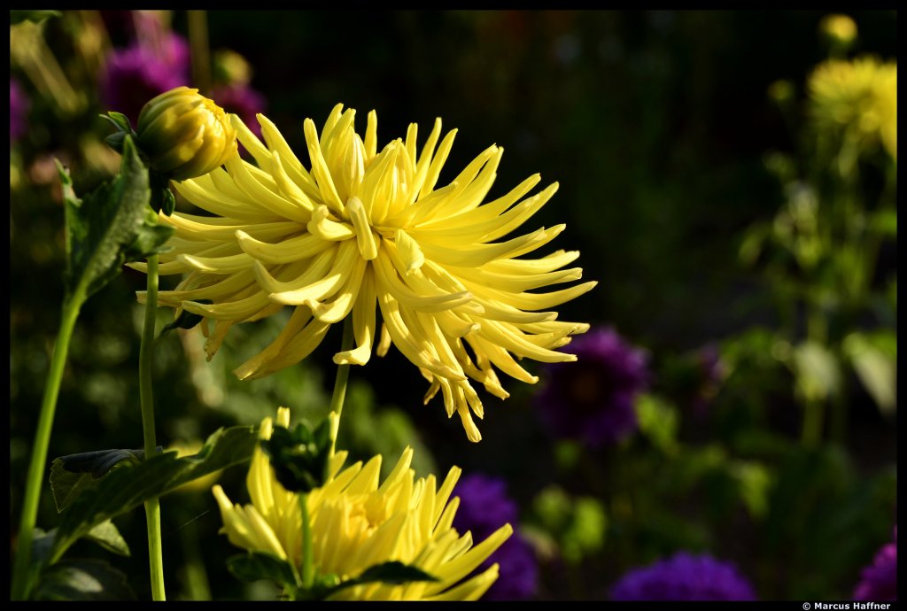 Eine Blume im Garten (am 4. August 2012).