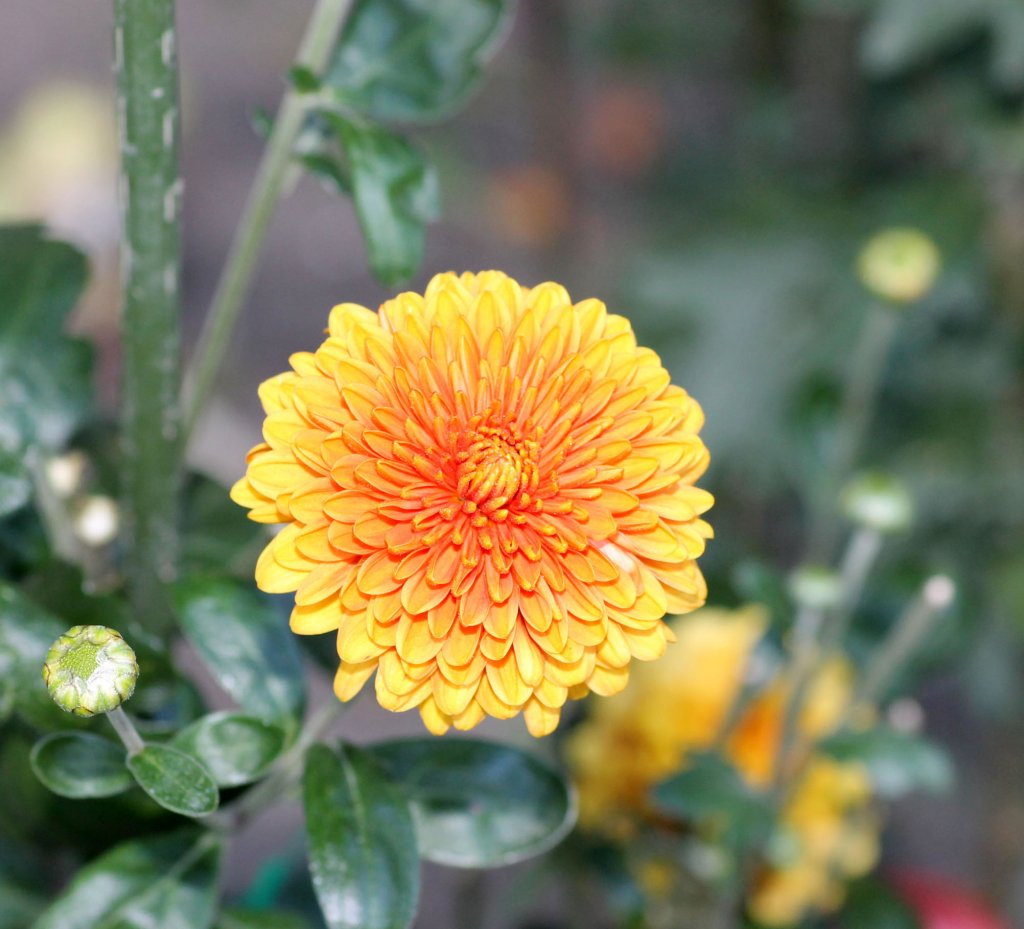 Eine Chrysantheme in Gelb im Garten in Zeulenroda. Foto 01.10.2011