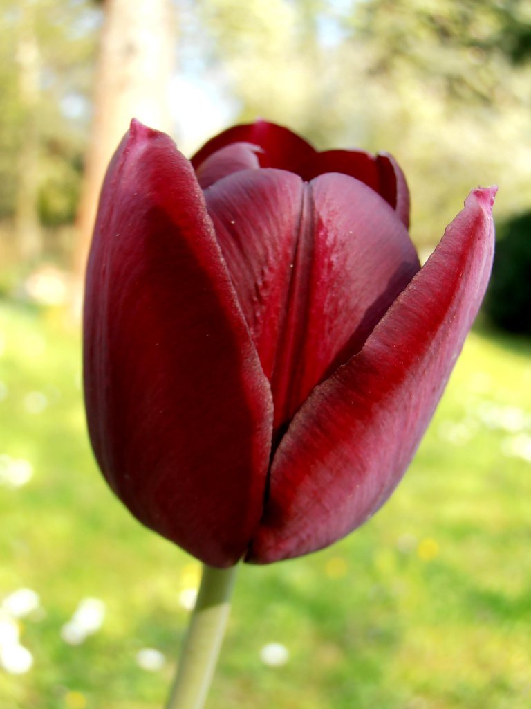 Eine Dunkelrote Tulpe, Foto 01.05.2012