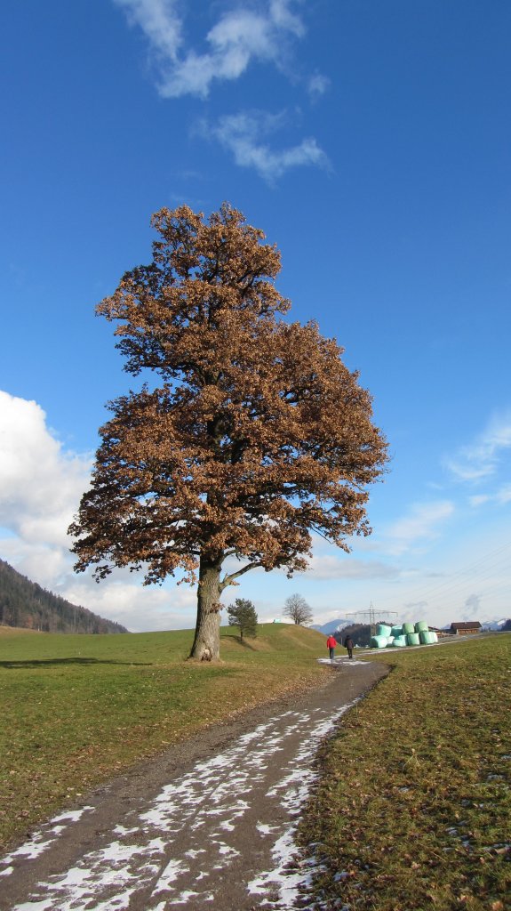 Eine Eiche alleine am Wegrand bei Kramsach Mosen.(2.1.2013)