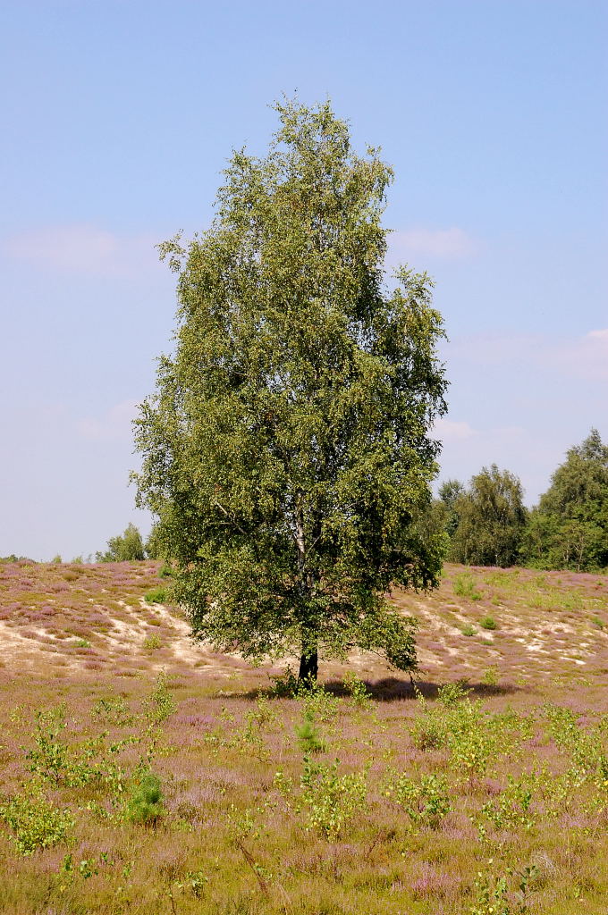 Eine einsame  erwachsene  Birke steht vor dem Sandhgel in der Tevernerheide.....leicht lila drngen die ersten Erikablten durch den Bewuchs. 11.8.2012