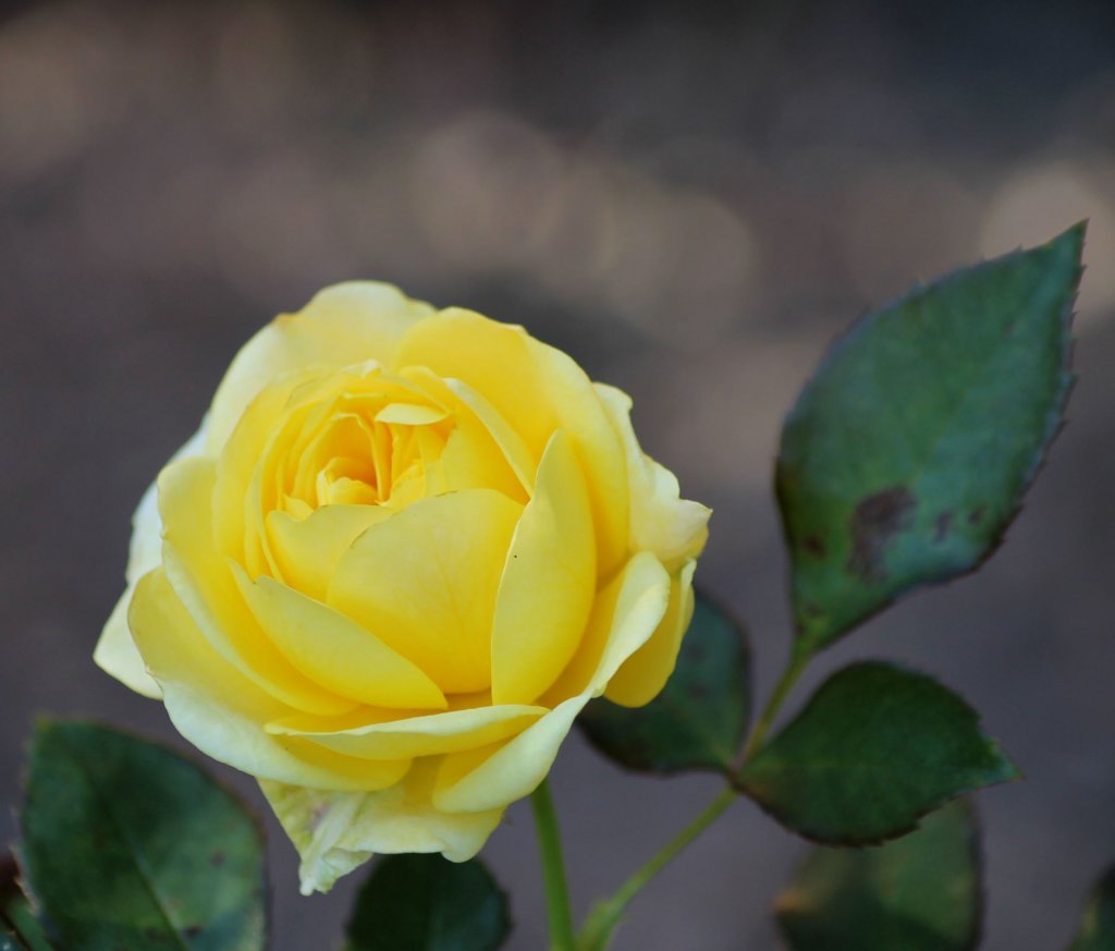 Eine Gelbe Rose im Sonnenschein. Foto 01.10.2011