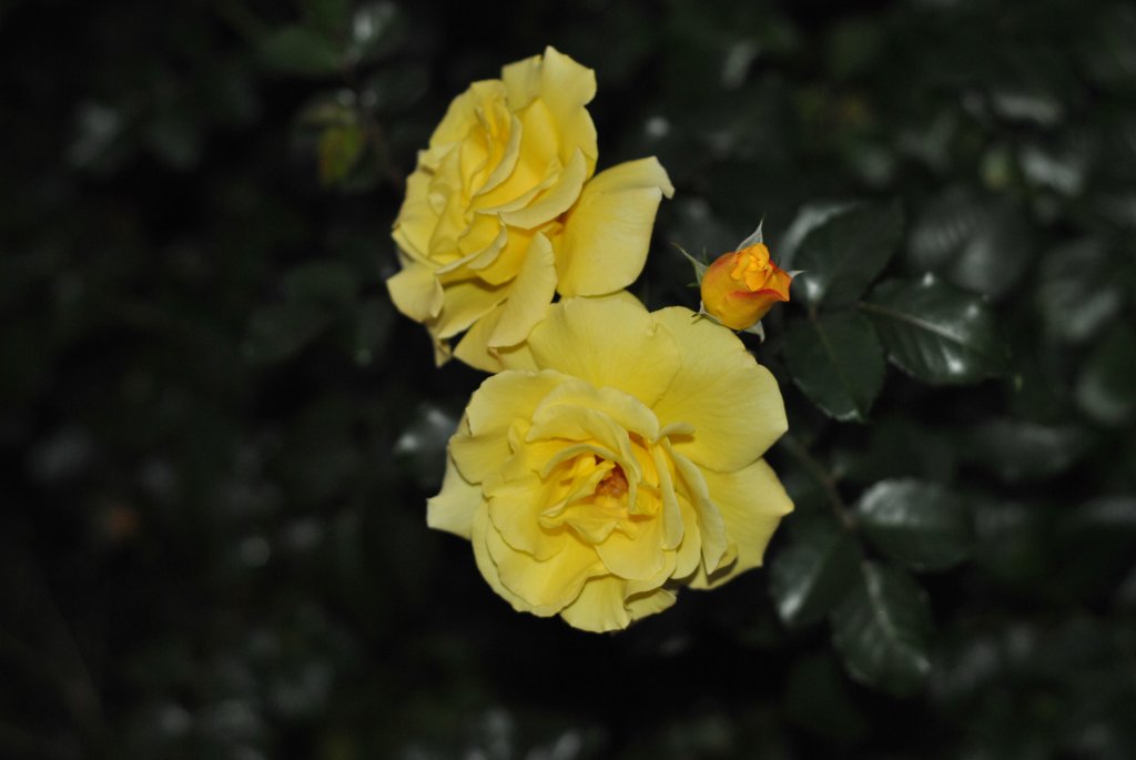 Eine geschlossen und zwei geffnete Rosen in Oktober 10.