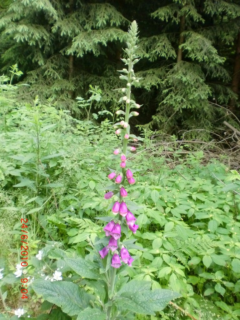 Eine groe Fingerhut-Pflanze am 26.6.10 im Tharandter Wald