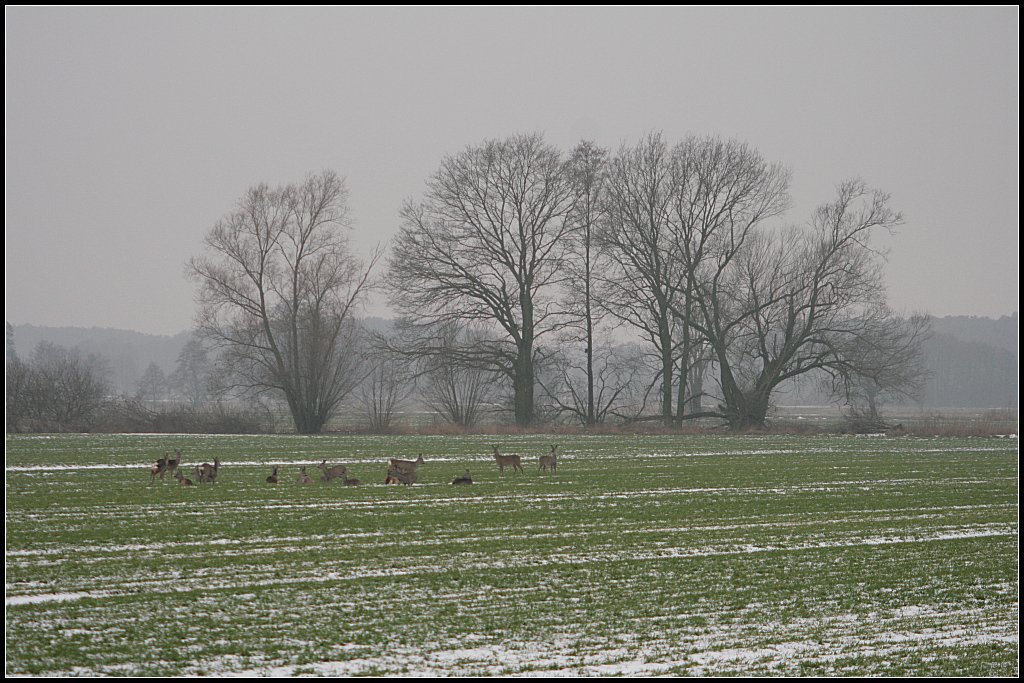 Eine Herde Rehe auf einem Acker an der Oder bei trben und diesigem Wetter (bei Guben, 24.12.2009)