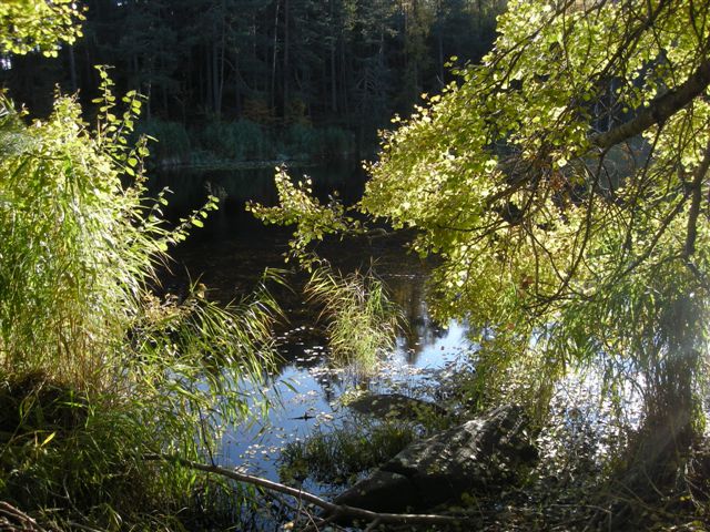 Eine kleine Seebucht mit einer gelb verfrbten Pappel am 30.10.2011 am Ritten.