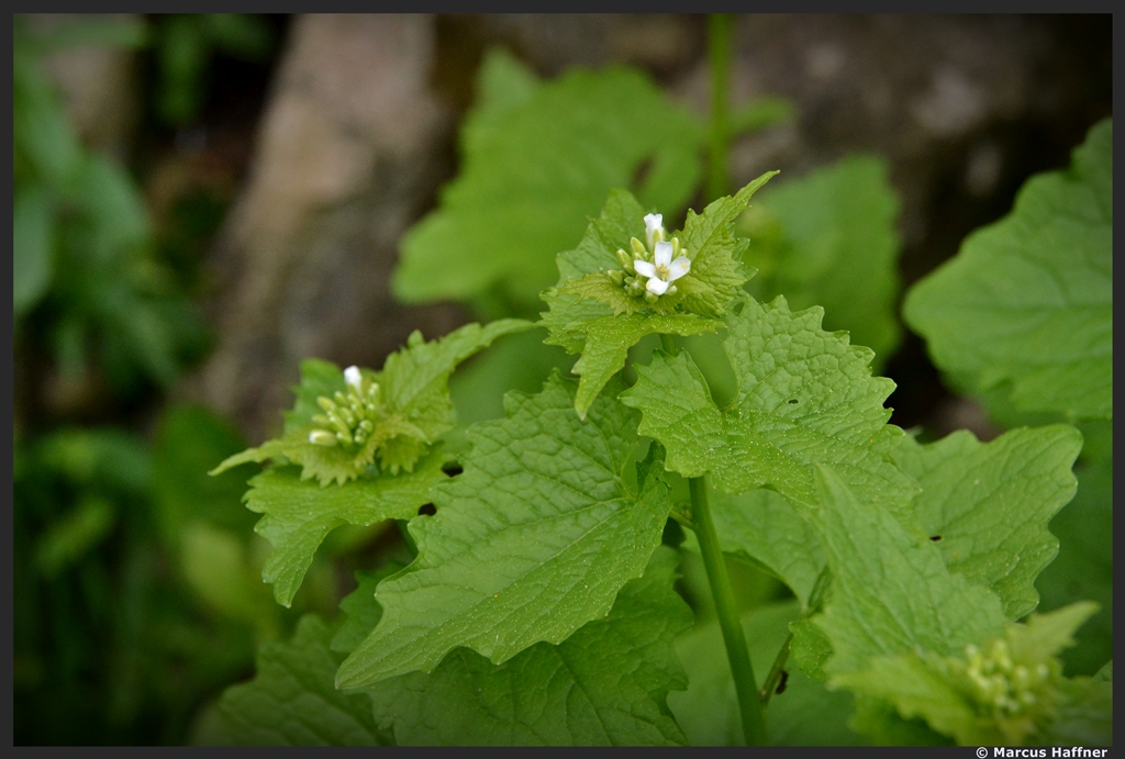 Eine Knoblauchsrauke, fotografiert am 11. Mai 2013