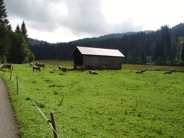 Eine Kuhweide in Allgu in der nhe des Riedbergpasses am 19.08.10