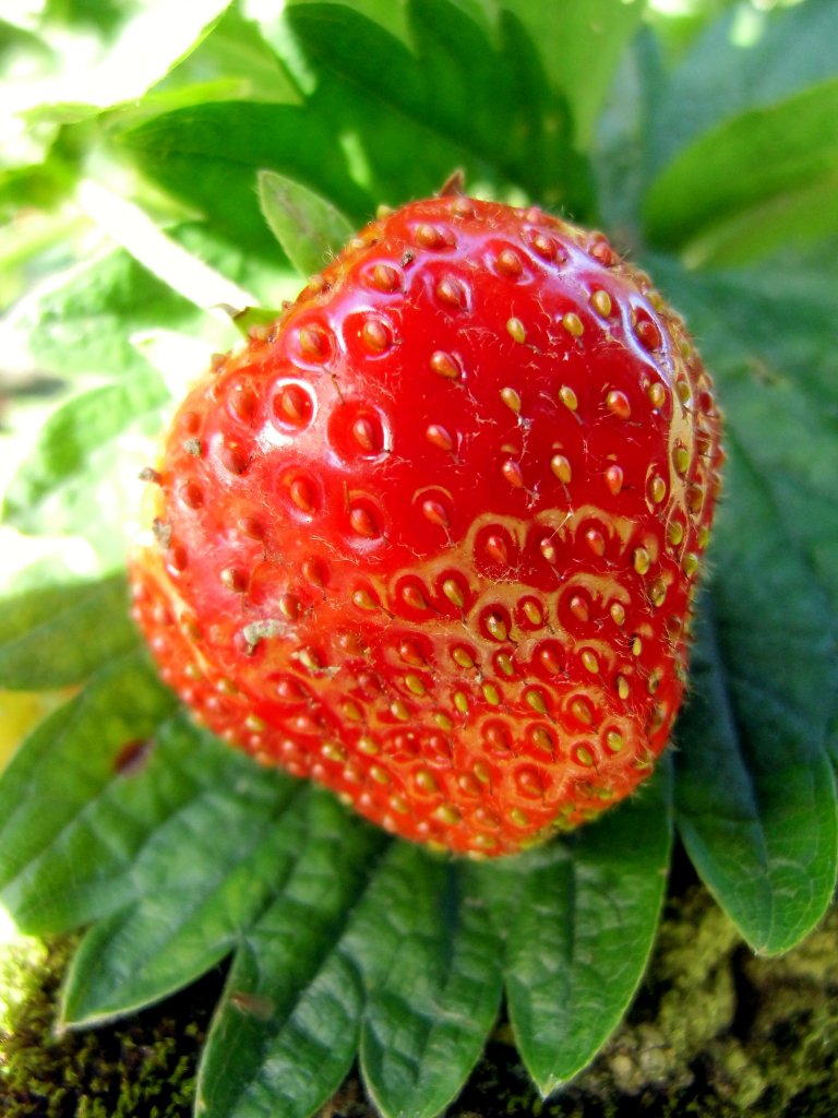 Eine leckere Erdbeere im Garten. Foto 26.06.12