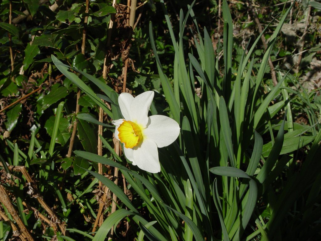 Eine Narzisse als Frhlingsbote am 14.04.2007