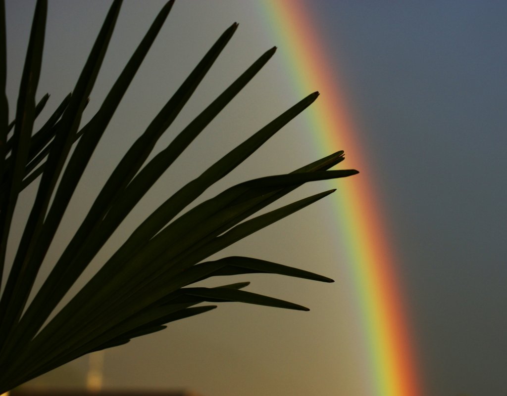 Eine Palme unter einem Regenbogen
(15.08.2010)