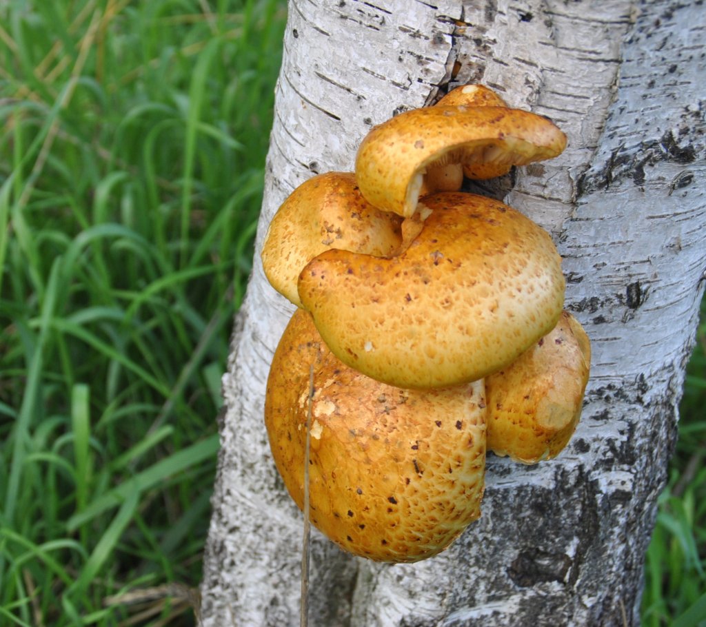 Eine Pilart, was aus einen Baum wscht, gesehen am 19.09.2010 in Lehrte.