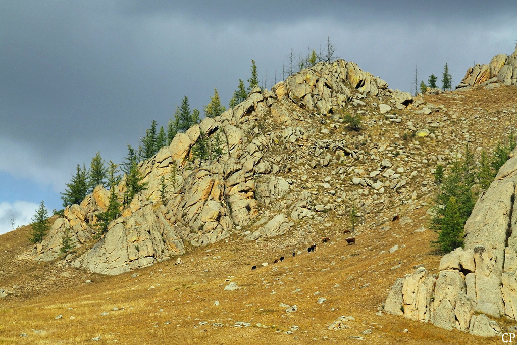 Eine Rinderherde weidet an den Berghngen in der Mongolischen Schweiz. (14.9.2011)