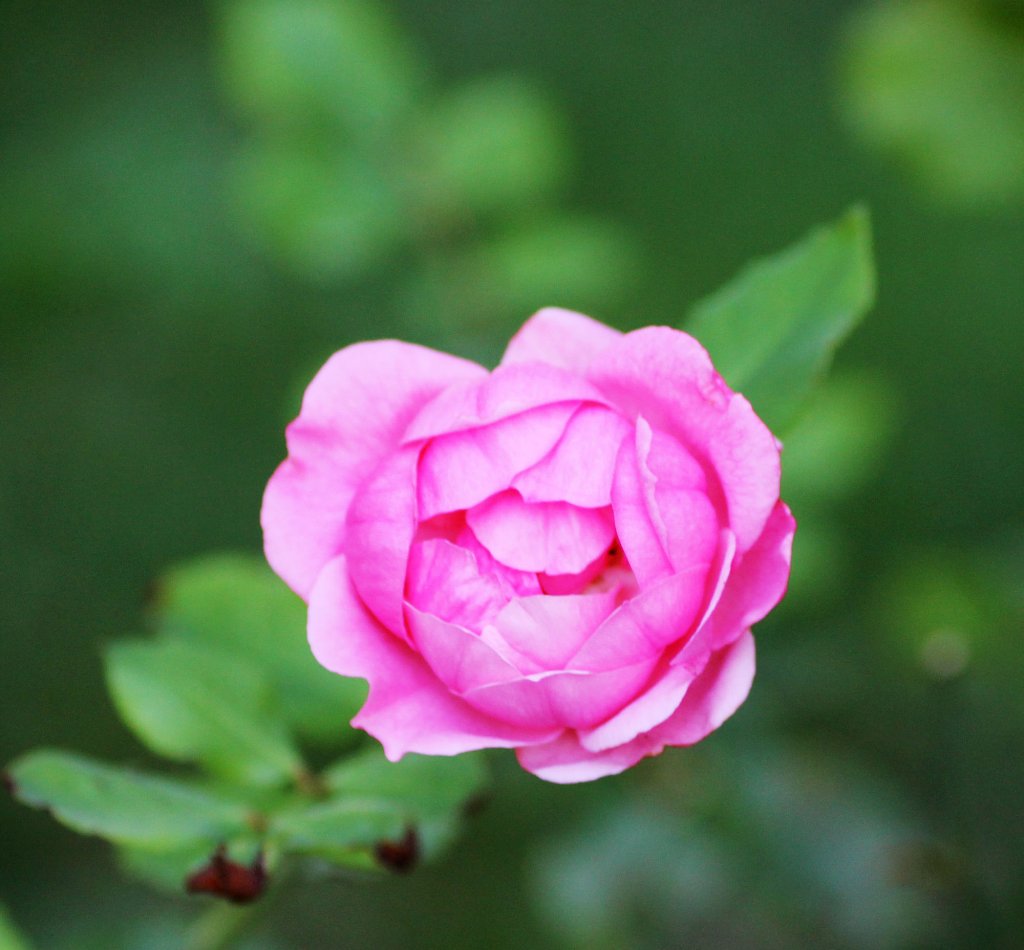 Eine Rosa Rose. Foto 01.10.2011