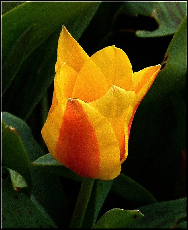 Eine Tulpe im Morgenlicht des 30.03.2011. (Jeanny)