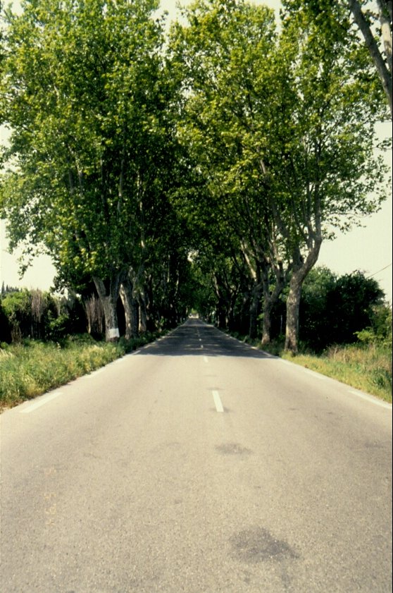 Eine typische Strasse in der Provence, hier bei St.-Rmy-de-Provence, Platanengesumt und beschattet am 01.05.1994