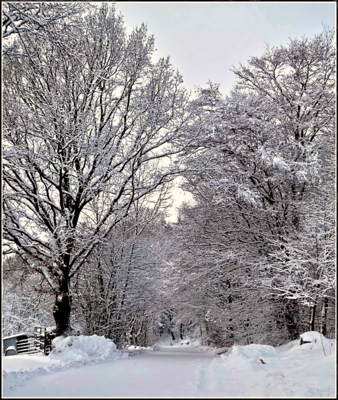 Eine verschneite Strae in der Nhe von Roullingen. 18.12.2010 (Jeanny)