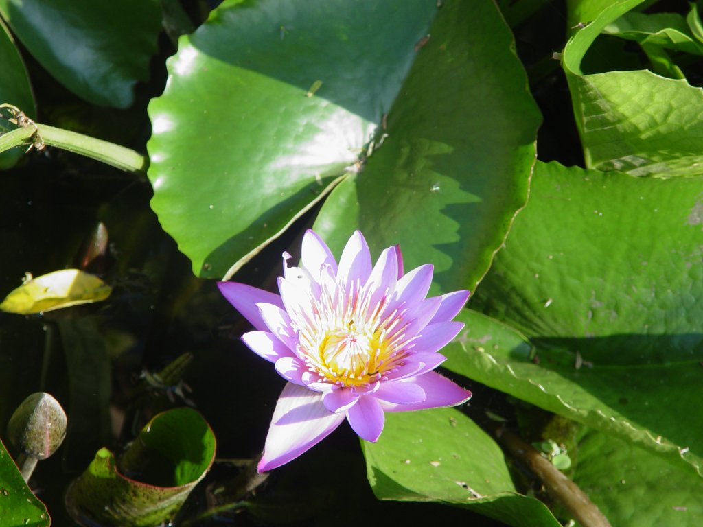 Eine Wasserrose im Teich meines Gartens hier in Thailand - 16.12.2010