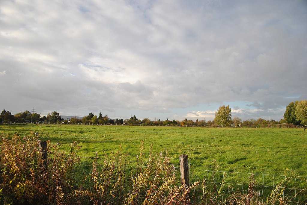 Eine Weide im Lehrte, im Oktober ´10.