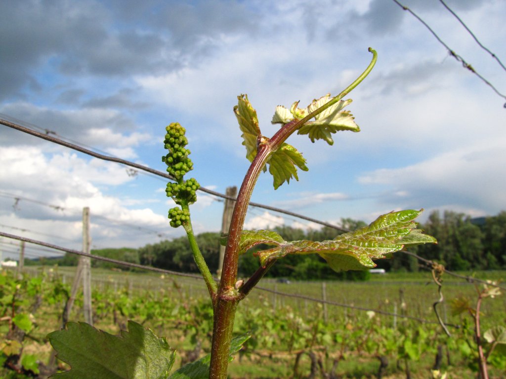 Eine Weinrebe in einem Rheingauer Weinberg bei Hattenheim; 16.05.2012