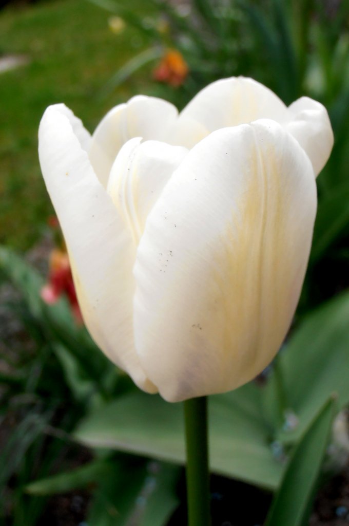 Eine Weie Tulpe. Bild am 27.04.2012