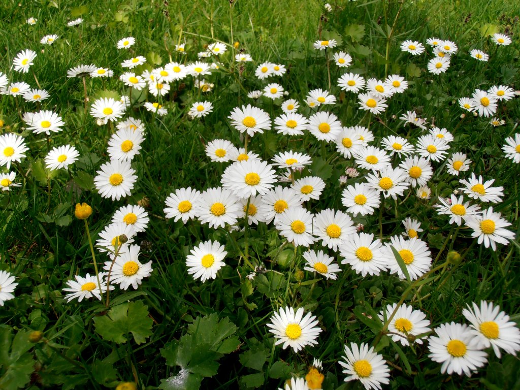 Eine Wiese voller Gnseblmchen. Foto am 27.04.2012