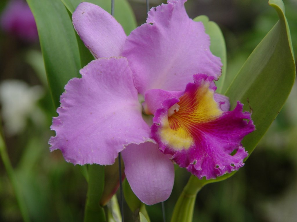 Eine wunderschne Orchidee in Noong Noch Village am 21.05.2006