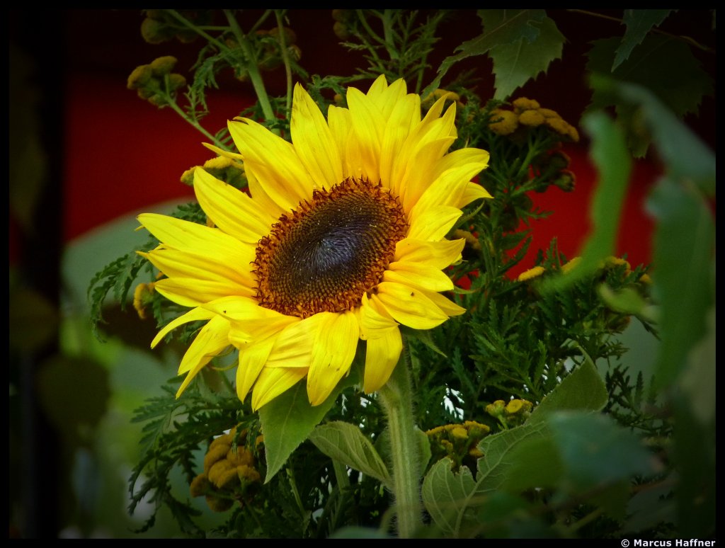 Eine wunderschne Sonnenblume fotografiert am 9. August 2010.