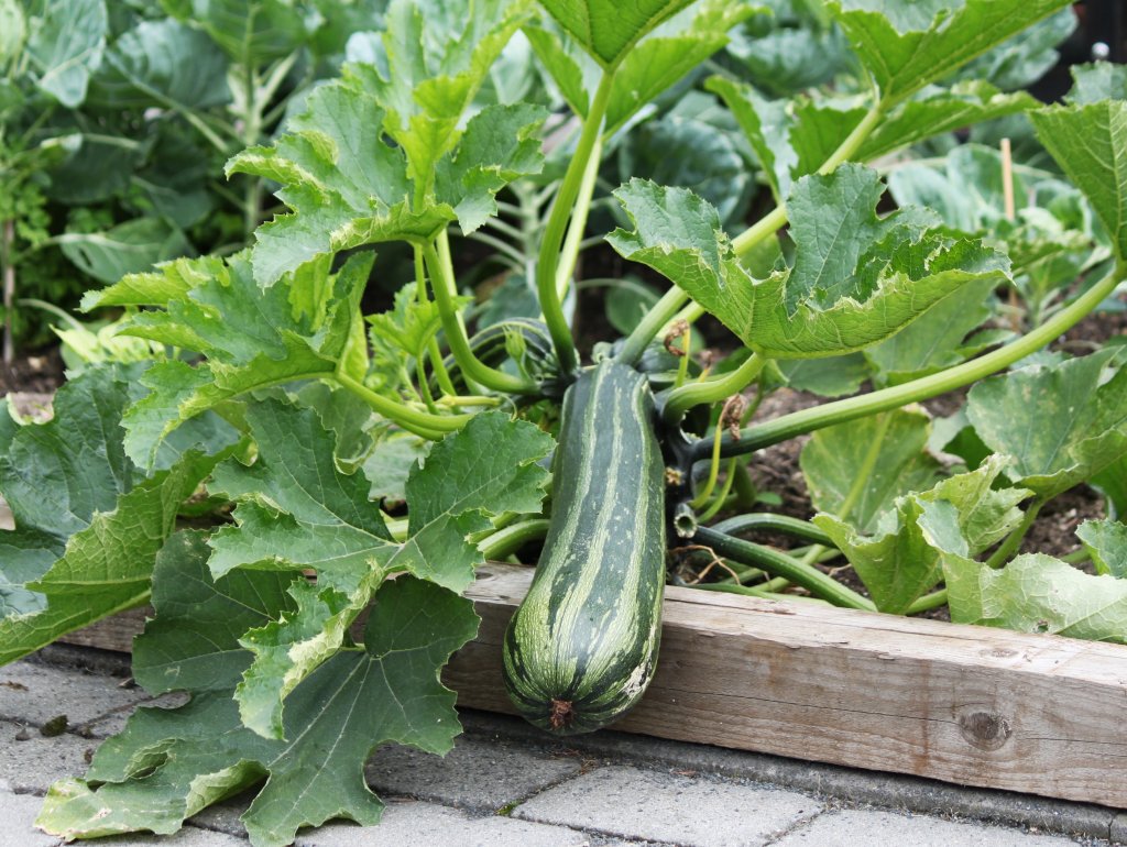 Eine Zucchinipflanze im Garten bringt fast immer einen hohen Ertrag. Ab mitte Juli kann man die bis 60cm langen und 2-3kg schweren Gurken hnlichen Frchte ernten. Die Zucchini gehrt zu den Krbisgewchsen und ist ein Vitaminreiches Gemse. Die leckeren Frchte kann man als Gemse, Suppe, Auflauf, Kuchen oder auf dem Grill verarbeiten.