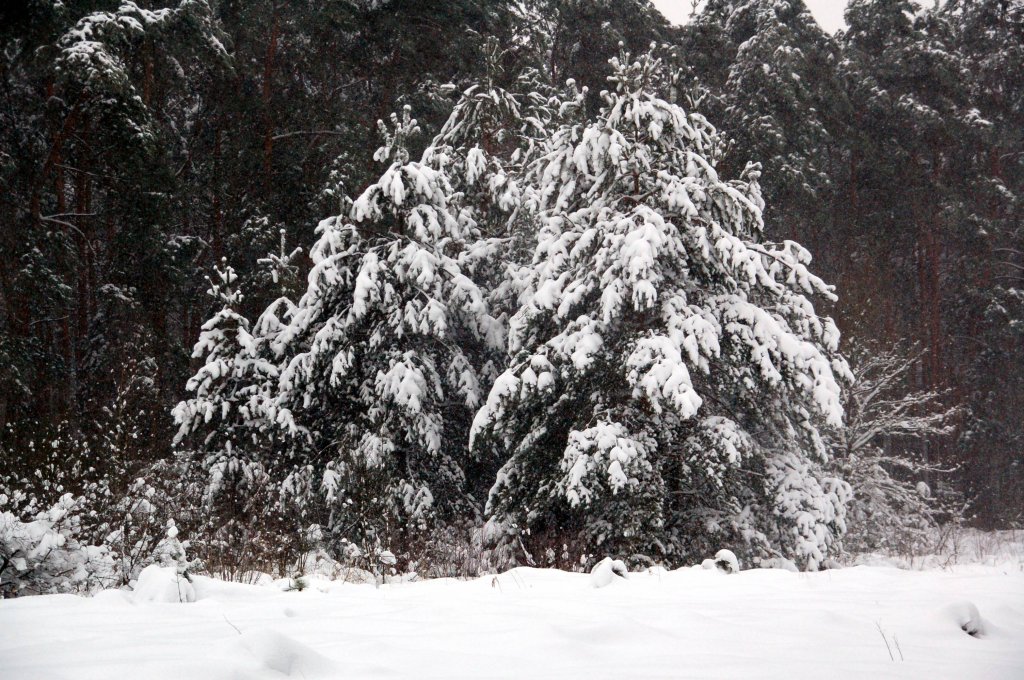 Eingeschneite Fichten, fotografiert am 09.01.2010 in der Dbener Heide.