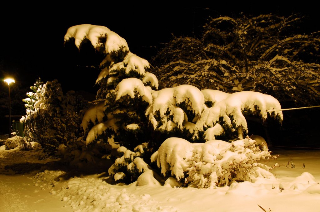 Eingeschneite Konifere, fotografiert am 04.01.2010 in der Dbener Heide.