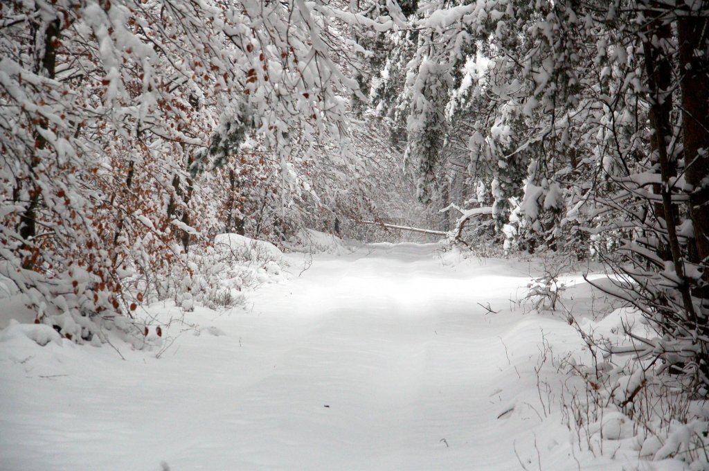 Eingeschneiter Waldweg mit umgestrztem Baum, fotografiert am 09.01.2010 in der Dbener Heide.