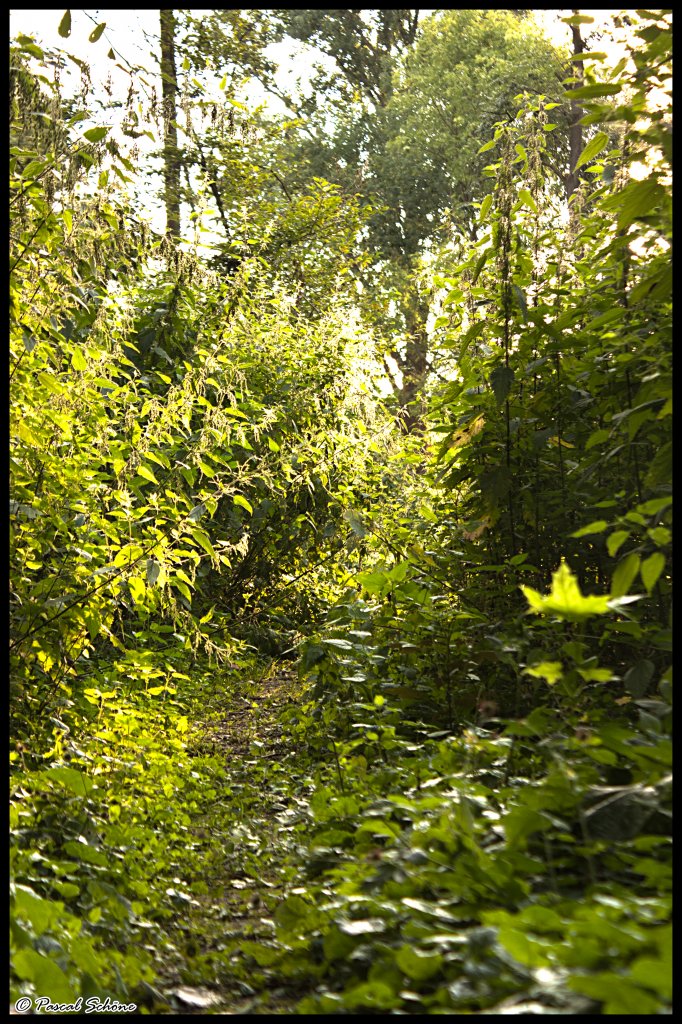 Eins von Drei  Waldbildern  dessen Herkunft das Waldstck zwischen Oberbruch und Dremmen (beides Stadtteile von Heinsberg) beherbergt.  09.08.10 18:31