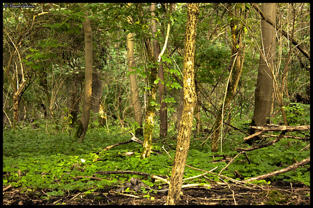 Eins von Drei  Waldbildern  dessen Herkunft das Waldstck zwischen Oberbruch und Dremmen (beides Stadtteile von Heinsberg) beherbergt. 09.08.10 18:27