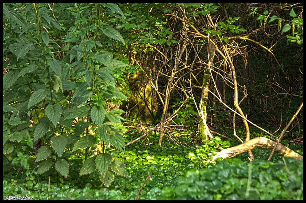 Eins von Drei  Waldbildern  dessen Herkunft das Waldstck zwischen Oberbruch und Dremmen (beides Stadtteile von Heinsberg) beherbergt. 09.08.10 18:26